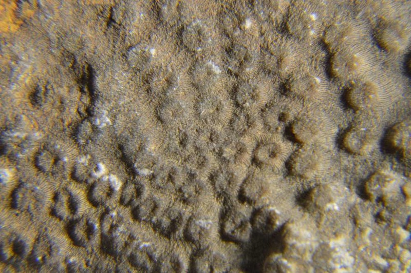 Identificacion corales coloniares Dsc_0015