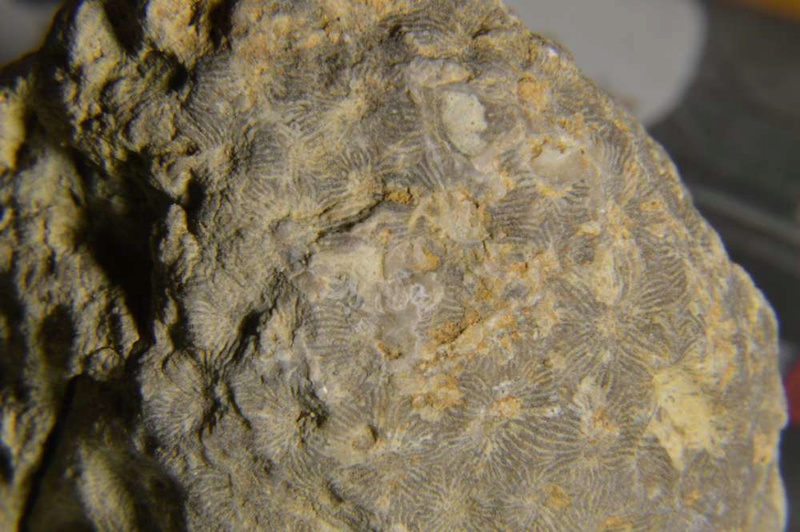 Identificacion corales coloniares Dsc_0114