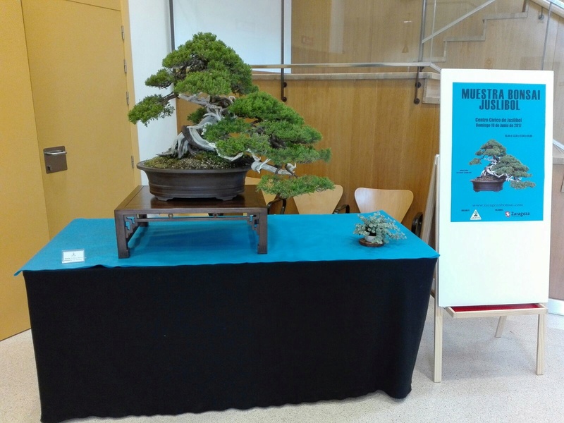 expo de bonsai en juslibol 05aca710