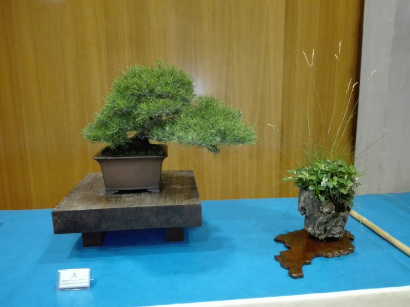 expo de bonsai en juslibol 0dec5a11