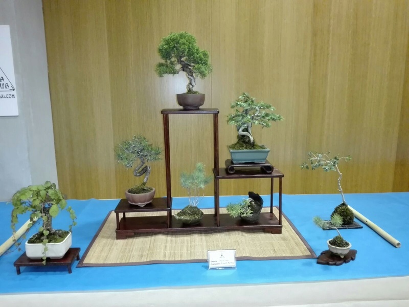 expo de bonsai en juslibol 3d591410