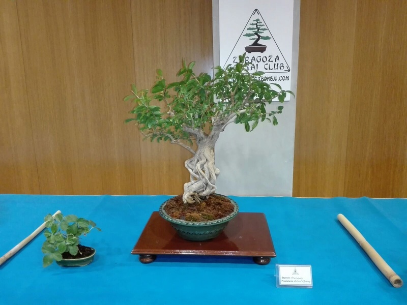 expo de bonsai en juslibol 432bf310