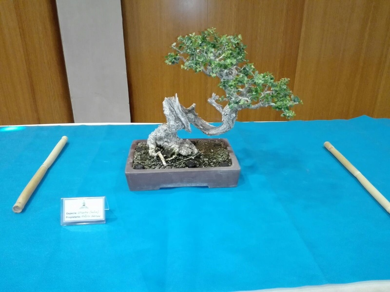 expo de bonsai en juslibol 9a89f310