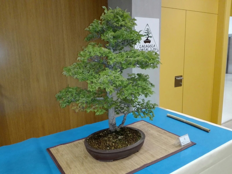 expo de bonsai en juslibol C65b9910