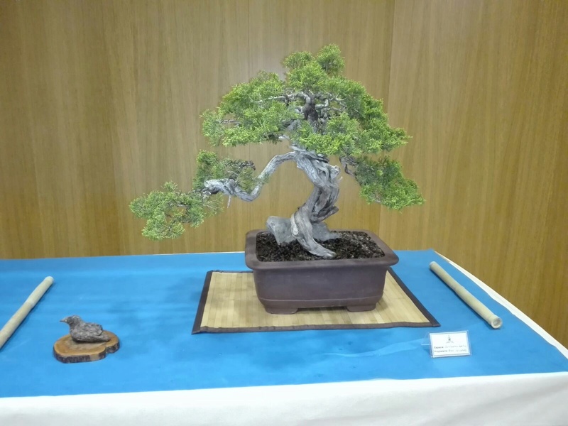 expo de bonsai en juslibol Ce856910