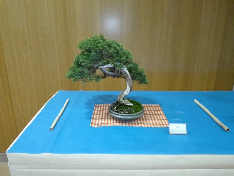 expo de bonsai en juslibol D882e910
