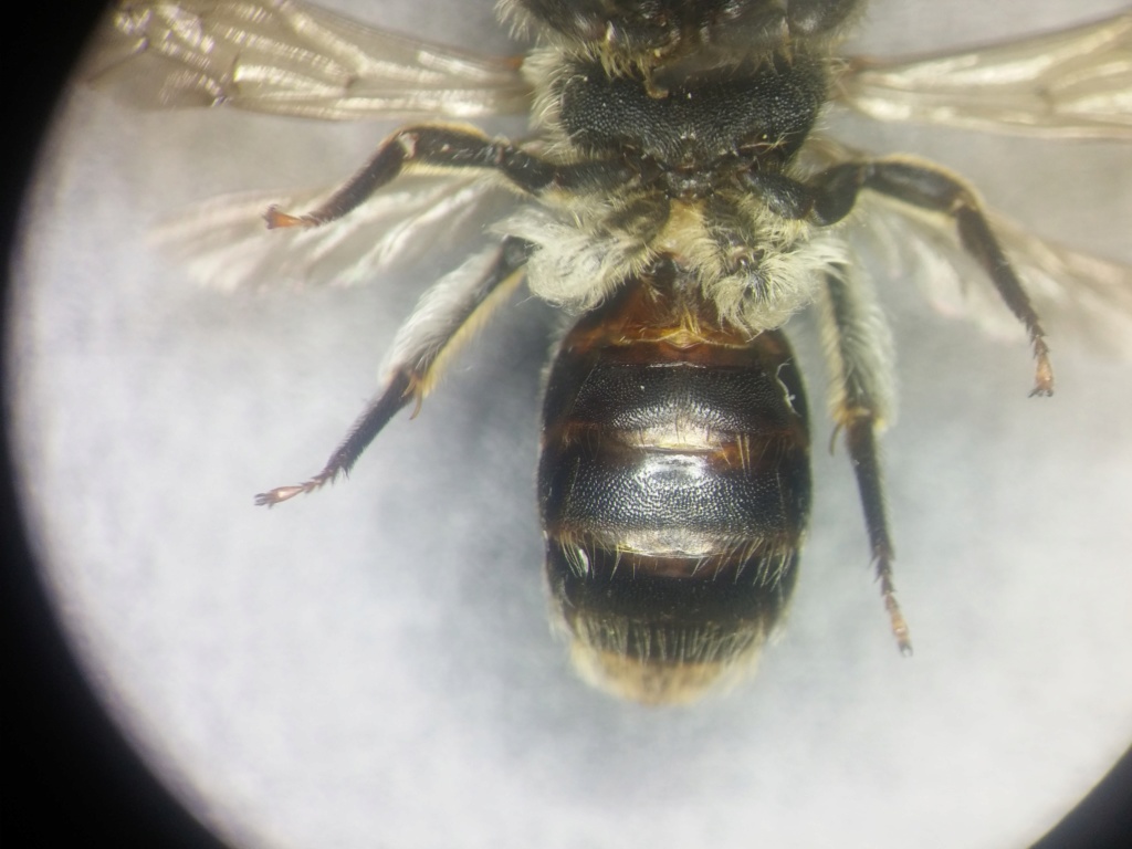 Andrena sur Eryngium 20180915