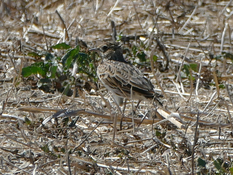 Ajuda na ID - cotovia e rapina P1030910