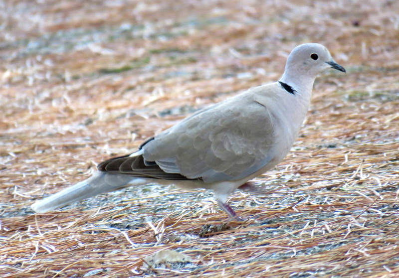 Streptopelia para ID Img_0614