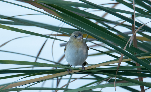 ID Passariforme ( Quinta do Lago | 03/08/2017 ) Dsc_1210