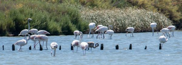 ID Flamingo ( Ribeira das Enguias | 10/08/2017 ) Dsc_1711