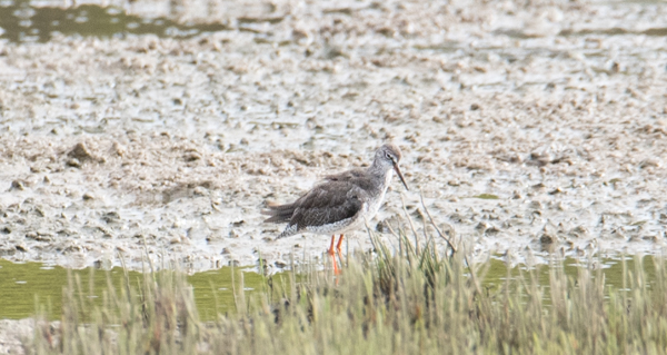 ID Perna Vermelha ( Quinta do Lago - 25/08/2017) Dsc_2710