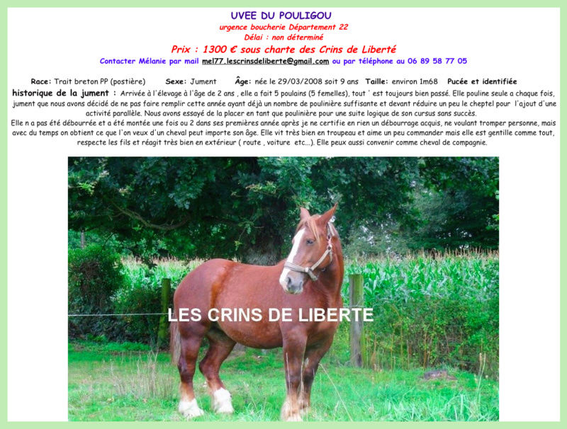 (Dept 22) 9 ans - UVEE DU POULIGOU - Trait Breton - Adoptée par Emma S. (Sept 2017)  Fiche_31