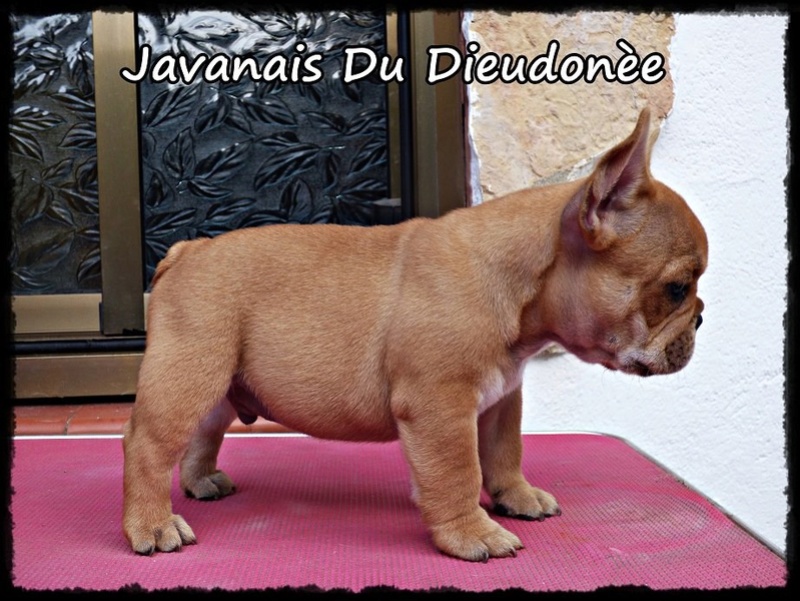 Cachorro red Fawn disponible 20430111