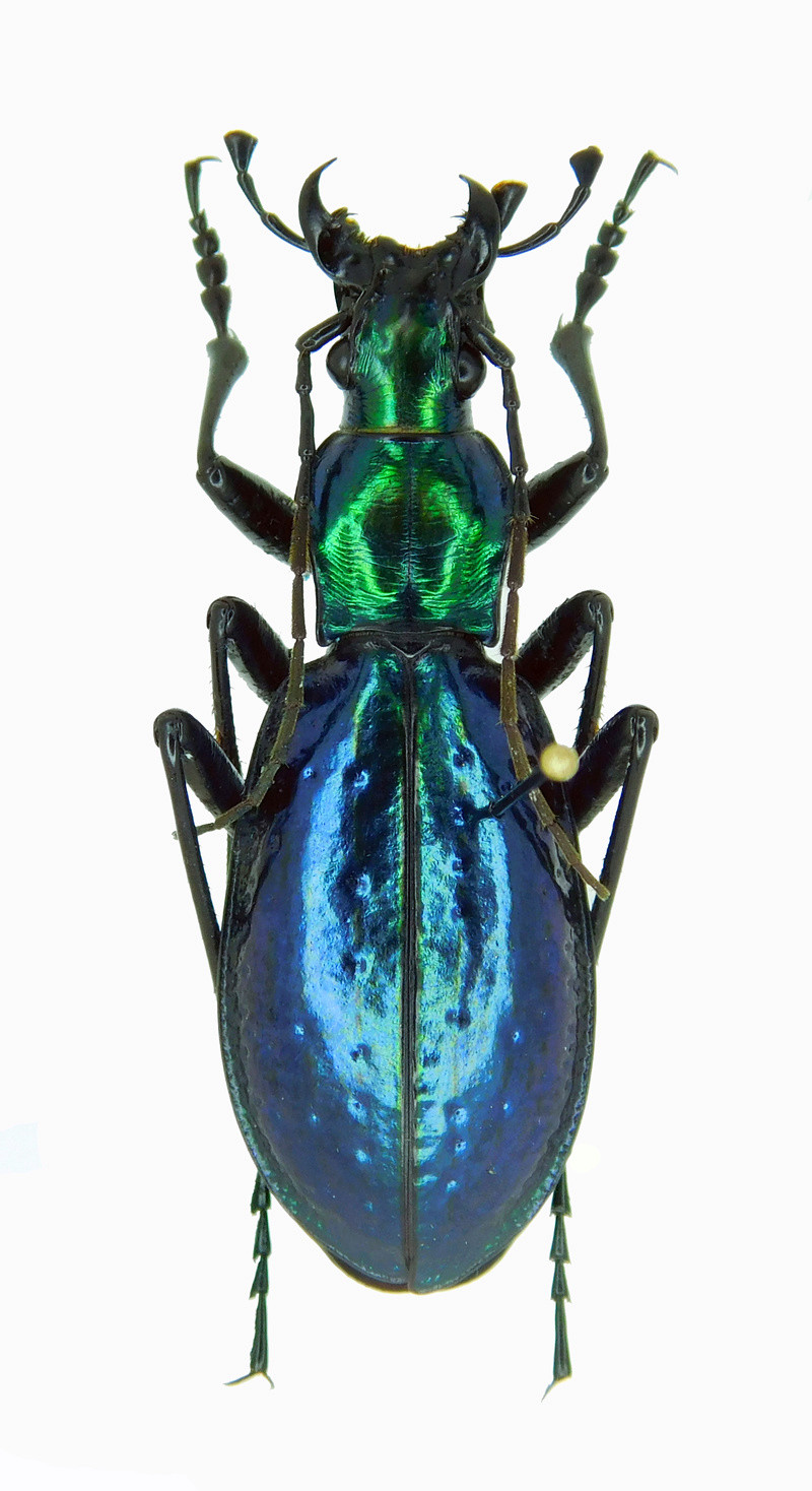 C.(Chrysocarabus) rutilans cyanisant Blauwe10