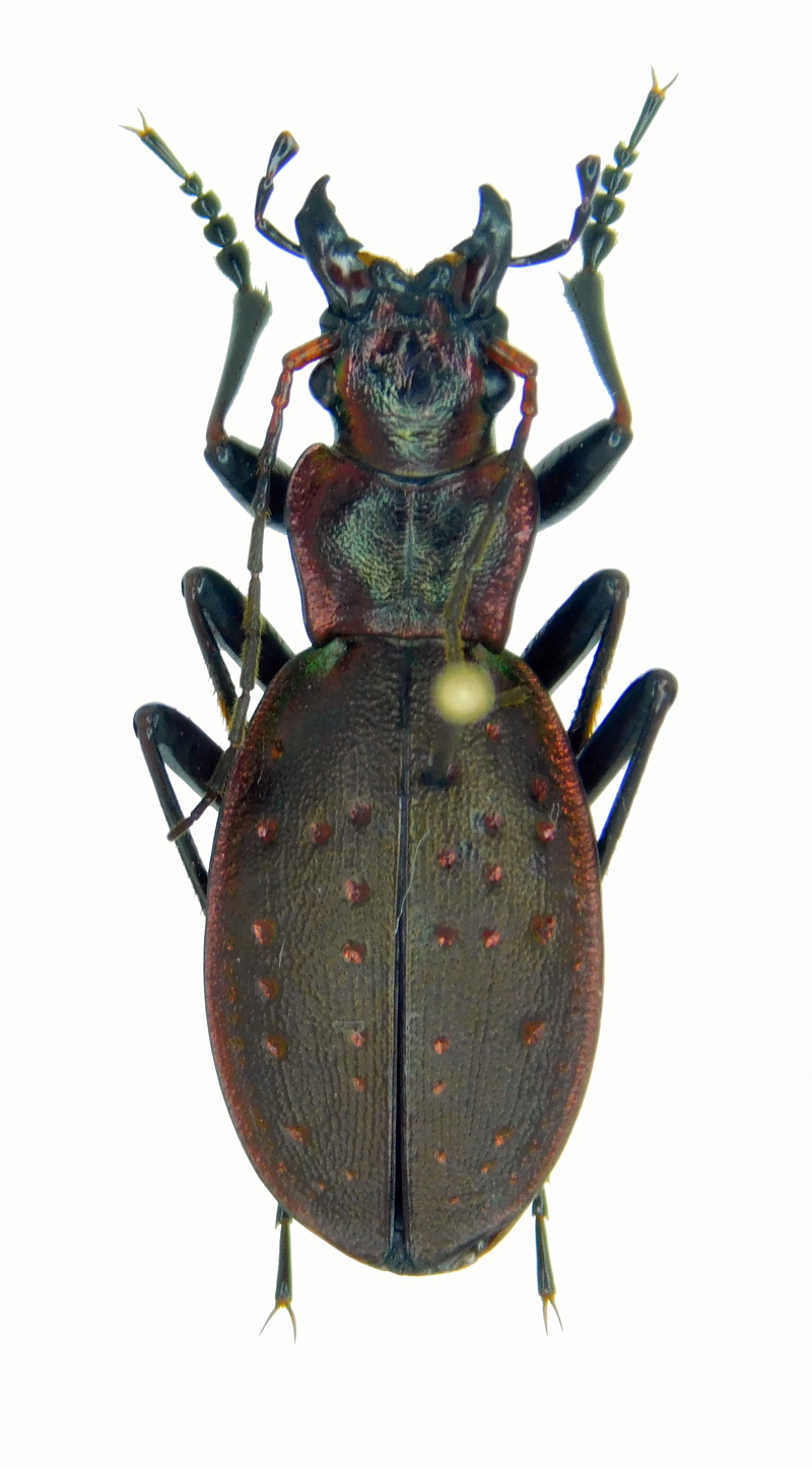 C. (Platycarabus) irregularis ssp. irregularis (=scheffeli), Born 1911 Irregu10
