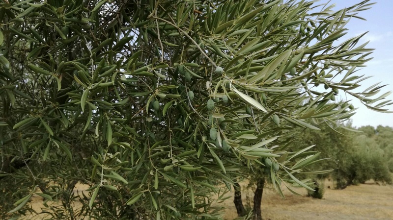 Olivar a finales de verano en Sierra Morena y el alto Guadalquivir - Página 3 310