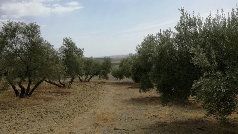 Olivar a finales de verano en Sierra Morena y el alto Guadalquivir - Página 3 410