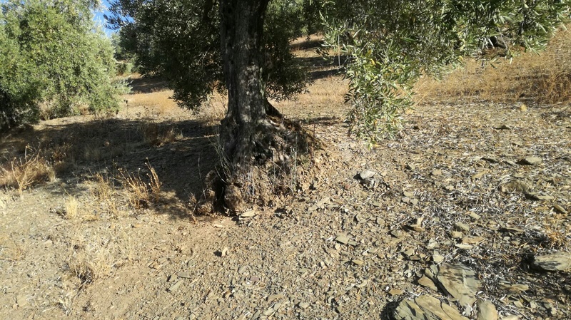 Olivar a finales de verano en Sierra Morena y el alto Guadalquivir - Página 3 F777db10