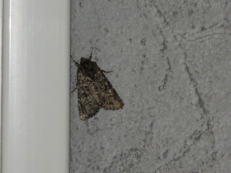 [Noctuidae] vieux papillon  15910