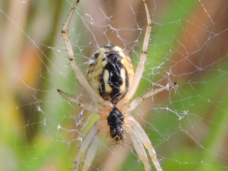 araignée jaune Rscn0210