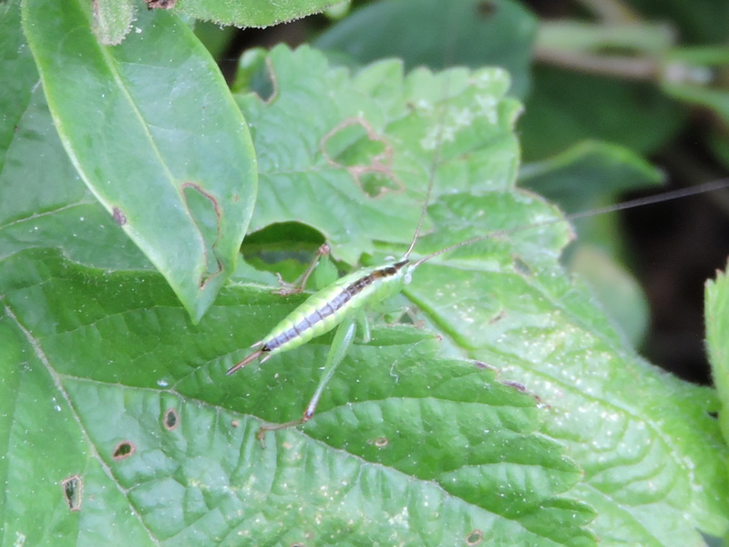 [Conocephalus fuscus] sauterelle inconnu Rscn0322