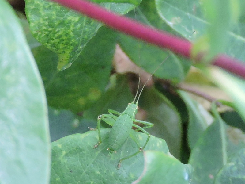 [Leptophyes punctatissima] Tettigonia viridissima ? Rscn0325