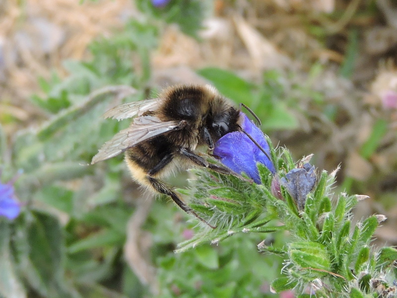 Bombus rupestris ? Rscn1921