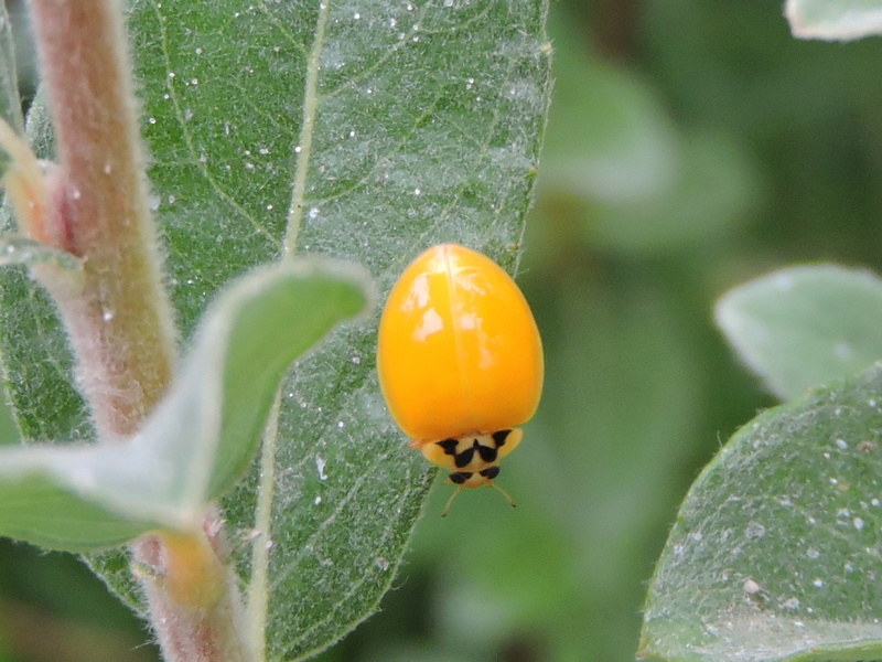 Coccinelle sans point Rscn2015