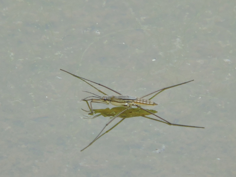 [Gerridae] araignée d'eau Rscn2021