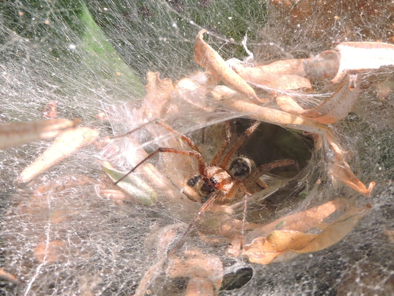 Agelena labyrinthica ? Rscn3014