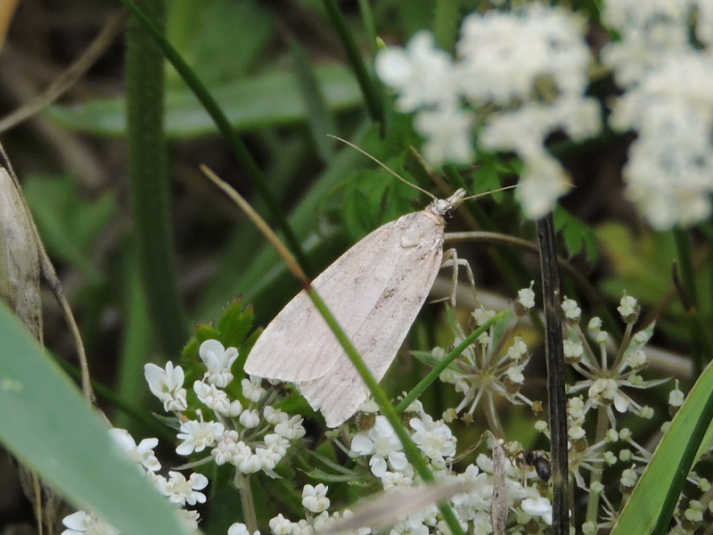 [cf. Dichomeris derasella] papillon de nuit uni Rscn4810