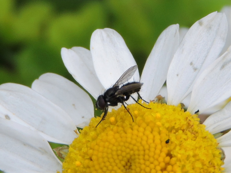 un petit Tachinidae ? Rscn4822