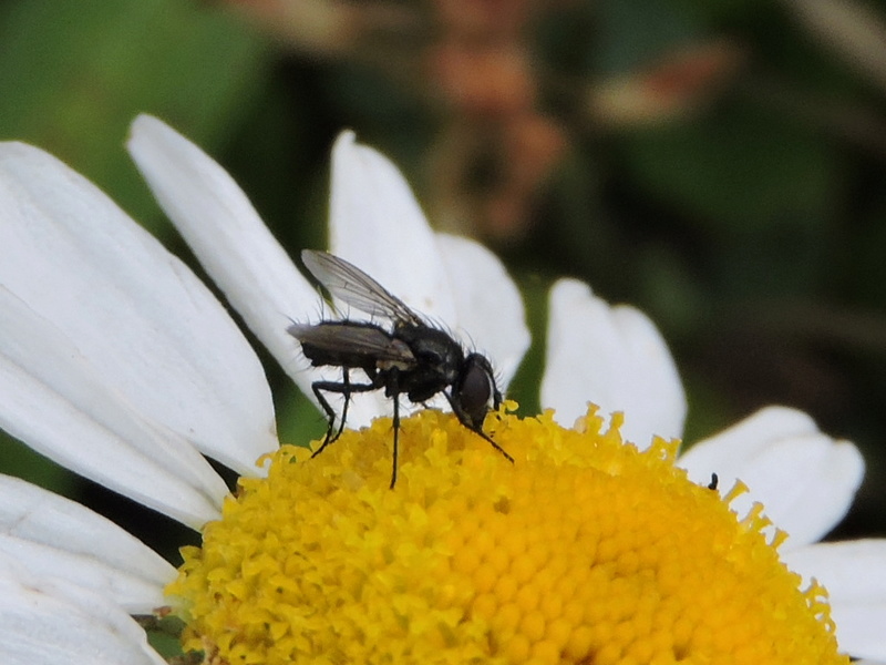 un petit Tachinidae ? Rscn4824