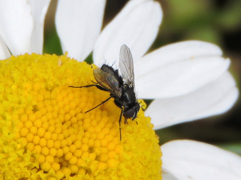 un petit Tachinidae ? Rscn4920