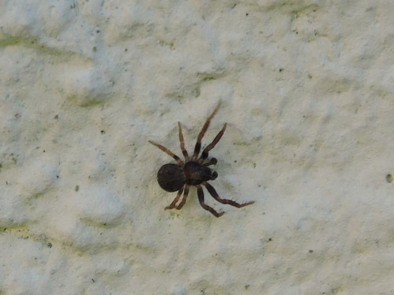 une Thomisidae ? Rscn7014