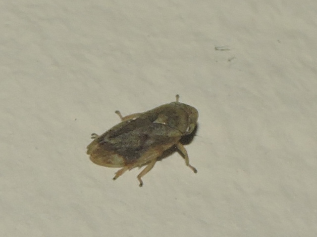 [Philaenus spumarius] Cicadelle inconnu ? Rscn7510