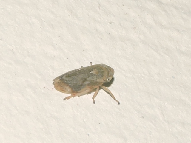 [Philaenus spumarius] Cicadelle inconnu ? Rscn7511