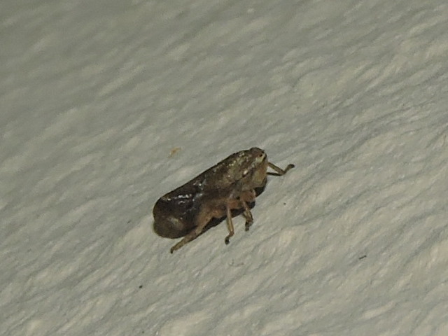 [Philaenus spumarius] Cicadelle inconnu ? Rscn7512