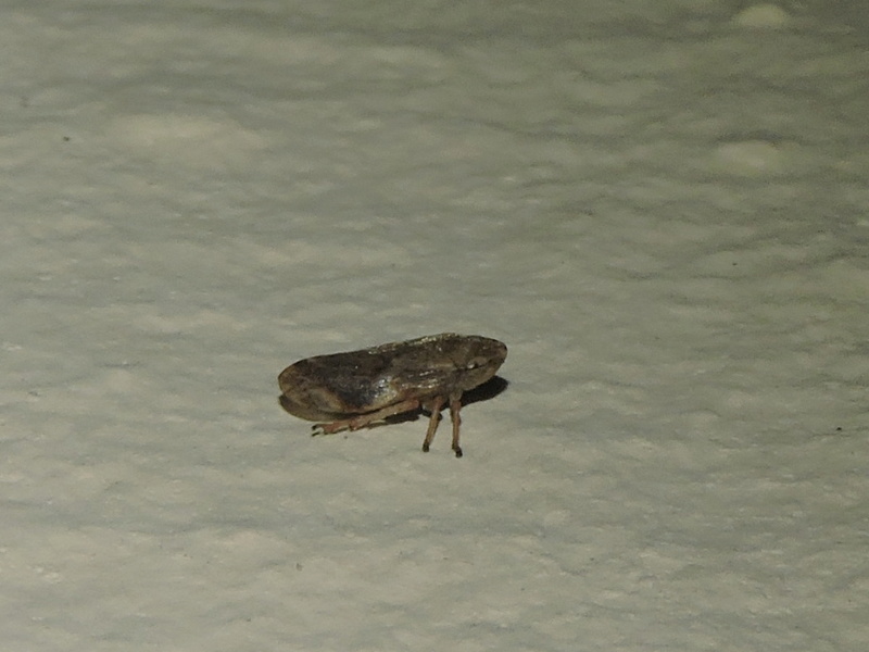 [Philaenus spumarius] Cicadelle inconnu ? Rscn7513