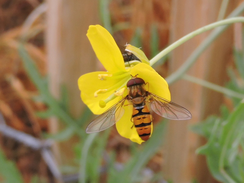 Episyrphus balteatus ? Rscn7910