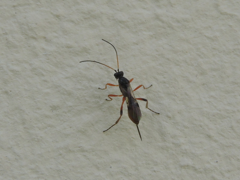 [Ichneumonidae] un Ichneumonidae ? Rscn8520