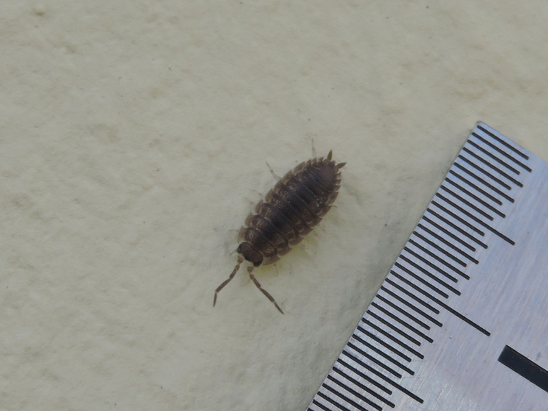 Porcellio scaber ? Rscn8533