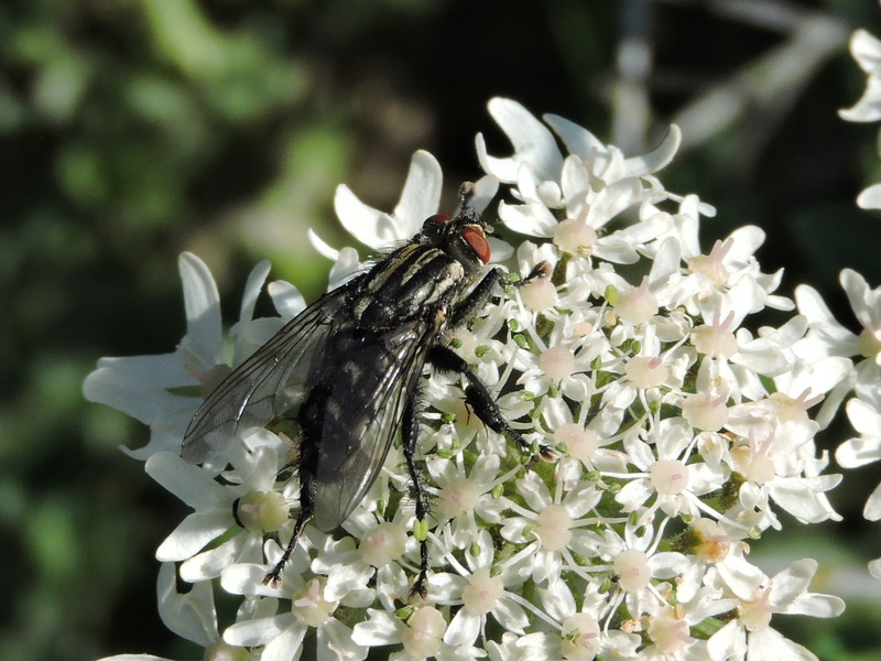 Sarcophaga carnaria ? Rscn8912