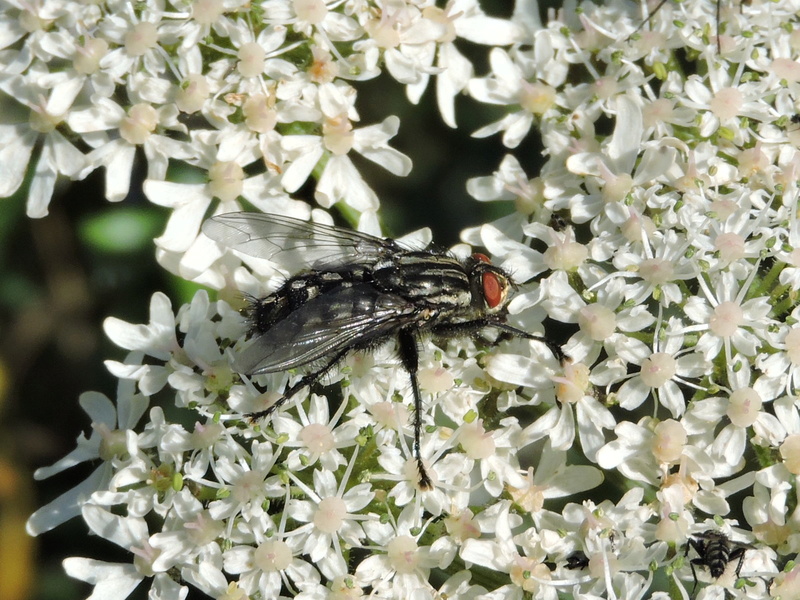 Sarcophaga carnaria ? Rscn8913