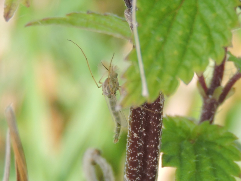 un Chironomidae ? Rscn9022