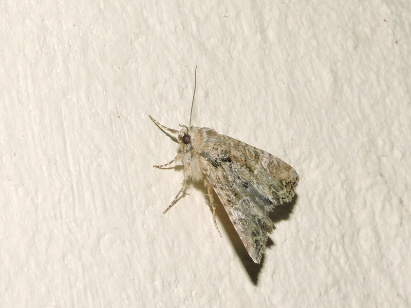 [cf. Mesoligia furuncula] papillon de nuit / Geometridae ? Rscn9612