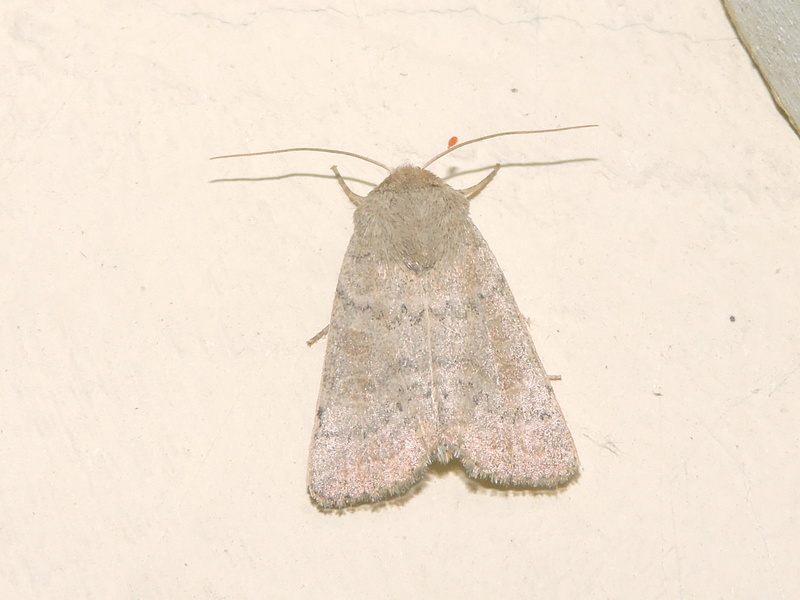 [Hoplodrina sp.] Orthosia cerasi ? Rscn9626