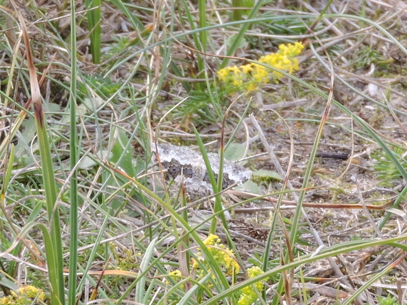 [Epirrhoe alternata] papillon inconnu Rscn9910