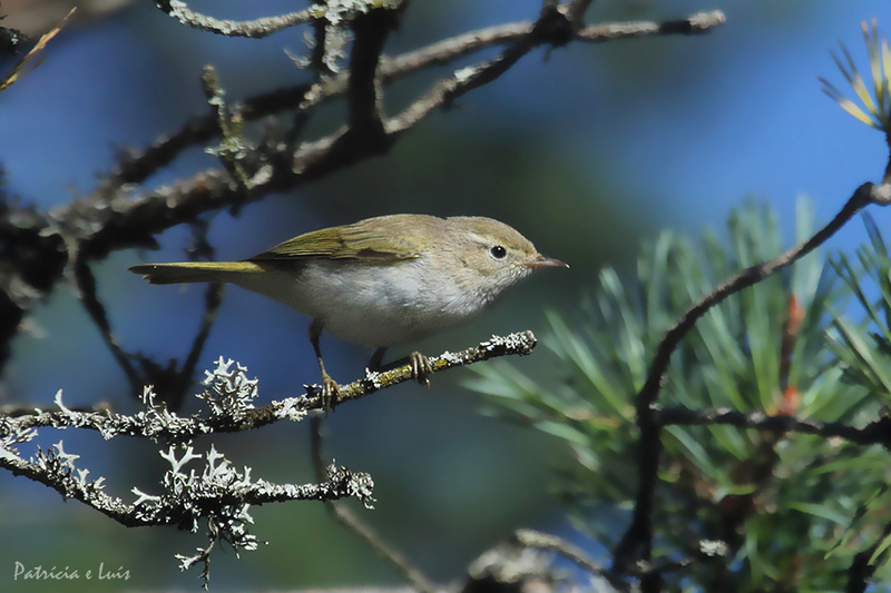 ID Phylloscopus bonelli? Img_5010